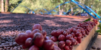 Mercado cafeeiro: Atual cenário de produção no Brasil está otimista, mas balança entre oferta e demanda segue operando no limite