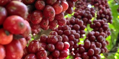 Café termina o dia sem direção única com mercado dividido entre colheita e clima no Brasil