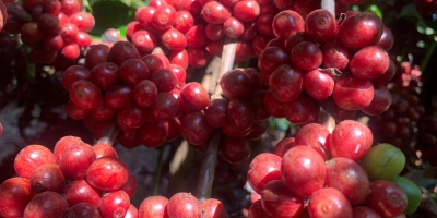 Café perde força em Nova York, mas robusta amplia ganhos com mercado ainda atento à oferta brasileira