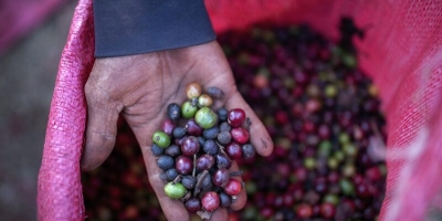 Preços do café no Vietnã ficam quase estáveis ante semana anterior em meio a poucos negócios