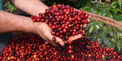 Colheita de café atinge 12% nas áreas da Cooxupé, menor índice desde 2022