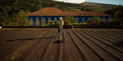 Café começa o dia com arábica pressionado e robusta em alta, com mercado dividido