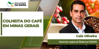 Pausa das chuvas devem ajudar colheita do café a ganhar ritmo em Minas Gerais
