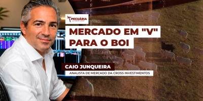 Cenário para o mercado do boi é de pressão pontual nos preços, mas com retomada das altas no último trimestre
