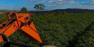 Colheita de café arábica na área da Expocacer avança a 60% do previsto