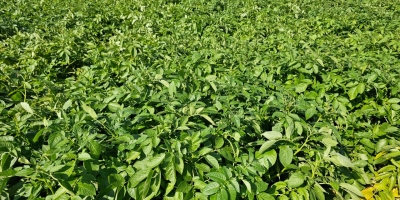 Safras do Canadá têm melhor situação em uma década, afirma empresa de monitoramento