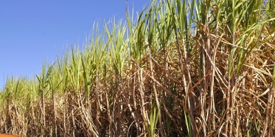 Cana-de-açúcar: área disponível para colheita cresce 3% e renovação dos canaviais movimenta ranking dos maiores produtores do Centro-Sul, revela Serasa Experian