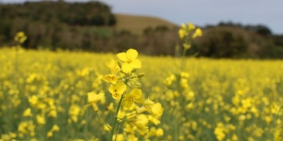 Semeadura da canola está quase concluída no Rio Grande do Sul
