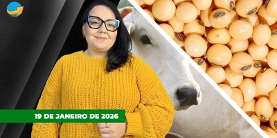 Boi tem 2ª feira de altas na B3, enquanto futuros do milho cedem; sem Chicago soja tem início de semana lento no Brasil