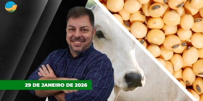 Arroba do boi gordo tem alta forte em SP diante da oferta restrita de animais; soja no Brasil sofre pressão de Chicago e do dólar