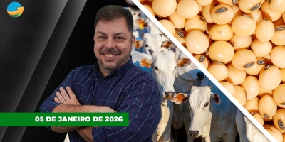 Soja sobe forte em Chicago com novas compras chinesas nos EUA ; Arroba do boi tem queda no físico e alta no mercado futuro