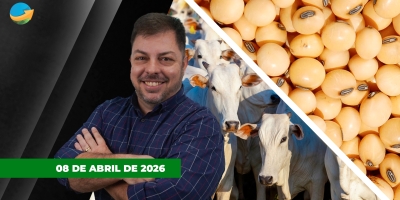 Frigoríficos pagam mais pela arroba para conseguir fechar escalas da semana; soja tem leve alta em Chicago à espera do USDA