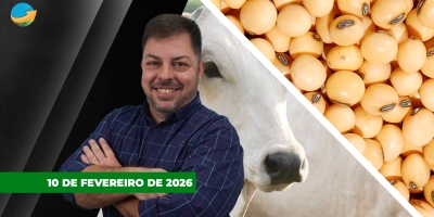 Soja em Chicago ignora USDA e fecha em alta com apoio do farelo: Boi e vaca sobem em SP