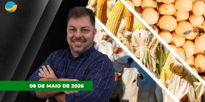 Preços de vaca e novilha recuam em SP; milho e soja encerram em alta em Chicago