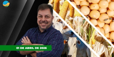 Dia mais calmo no mercado do boi, porém com preços firmes para arroba; soja e milho recuam em Chicago com menor tensão no Oriente Médio
