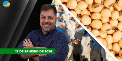 Avanço da colheita no Brasil e pressão do farelo derrubam soja em Chicago; Dia de poucos negócios, apenas para recompor estoque no mercado do boi