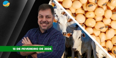 Semana intensa para o boi com arroba de R$350 sendo negociada em SP; soja realiza lucros depois das fortes altas da semana