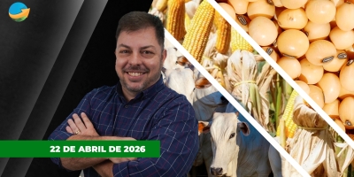 Arroba do boi gordo perde força; soja cede forte em Chicago e millho tem boas altas na B3