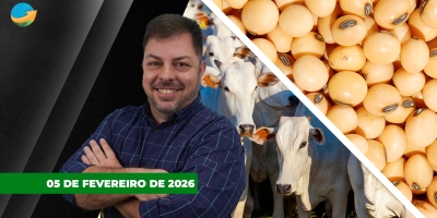 Soja volta a subir 20 pontos em Chicago com promessa de maior demanda chinesa; boi tem negócios de até R$350/@ em SP