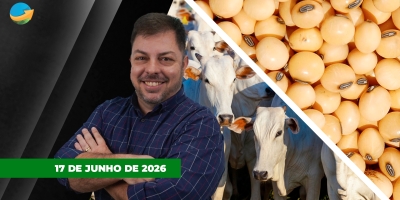 Pressão sobre arroba do boi deve seguir pelos próximos dois meses; soja sobe em Chicago com expectativas de compras chinesas e clima seco nos EUA
