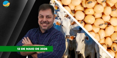 USDA surpreende com maior demanda interna e menor estoque de soja, Chicago sobe; arroba do boi em SP tem mais um dia de queda