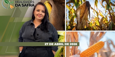Safrinha de milho sofrem em Goiás e Minas Gerais com falta de chuvas e altas temperaturas