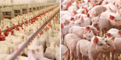 ABPA lança Relatório Anual 2026 com dados oficiais da avicultura e da suinocultura do Brasil