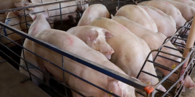 Suinocultura no Sul: plantel de matrizes cresce no Rio Grande do Sul e indica retomada do setor