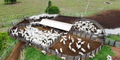 Confinamento bovino em MT deve crescer 55% em 2026, aponta projeção do Imea