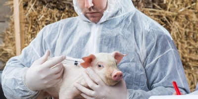 Imunocastração avança na suinocultura brasileira e amplia uso em granjas tecnificadas