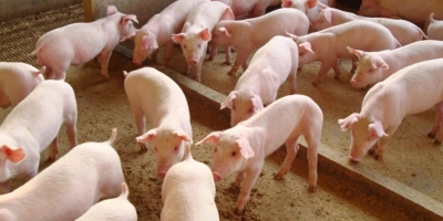 Sanidade animal e suinocultura pautam agenda entre Ministério da Agricultura e governo do Piauí