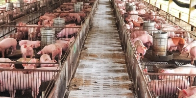Suinocultura de MS avança com R$ 45 milhões em incentivos e mais de 4,5 milhões de animais beneficiados