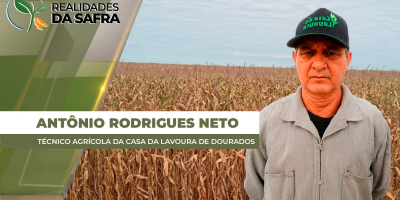 Presença de umidade atrapalha na secagem do milho de segunda safra na região de Dourados / MS