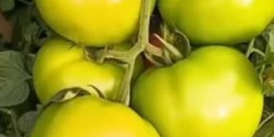 Sanidade sob pressão: mosca-branca pode causar perdas de até 100% e tecnologia redefine o manejo do tomate