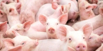 Suinocultura enfrenta risco de excedente de 10 mil animais por semana