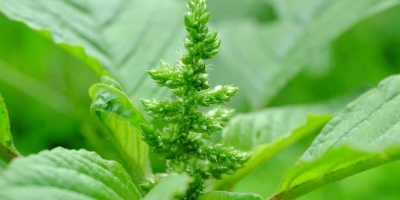 Manejo do caruru em função das biotecnologias de soja será um dos destaques do 26º Encontro Técnico de Soja