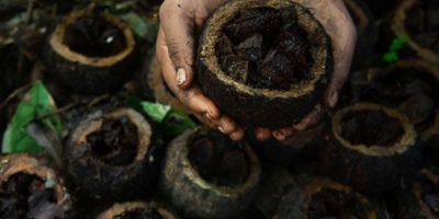 Castanha-da-amazônia produzida por indígenas recebe pagamento por serviços ambientais