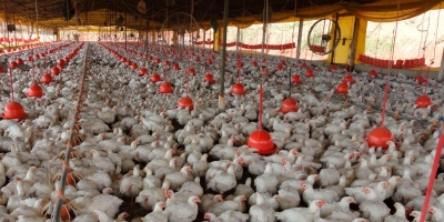 Exportações brasileiras de carne de frango registram melhor primeiro semestre da história com alta em volume e receita