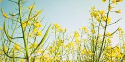 Canola amplia alternativas de produção no inverno