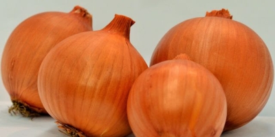 Cebola/Cepea: Triângulo Mineiro acelera colheitas e cotações voltam a recuar no Cerrado