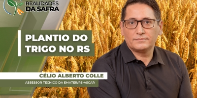 Rio Grande do Sul já plantou 10% do trigo que deve enfrentar dificuldades com clima e comercialização