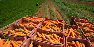 Cenoura/Cepea: Temporada de verão 2025/26 registra margens positivas em Goiás