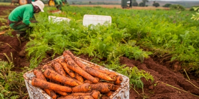 Cenoura/Cpea: Atraso no plantio de inverno garante nova alta nos preços em São Gotardo