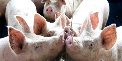 CISS amplia escopo e passa a incluir dados de Influenza A na vigilância sanitária da suinocultura