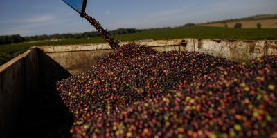 Café abre sexta-feira em queda nas bolsas com pressão sobre arábica e robusta