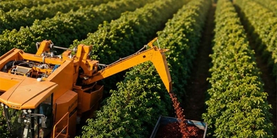Café arábica: colheita evolui para 74% na região da Expocacer
