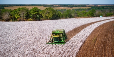 Média diária das exportações de algodão até a 2ª semana de julho supera em 50,1% a de julho de 2025