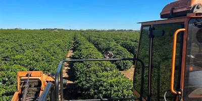 Colheita de café supera metade do previsto na área de atuação da Expocacer