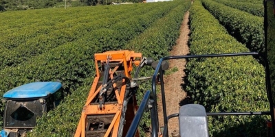 Colheita de café arábica na área de atuação da Expocacer avança para 32%