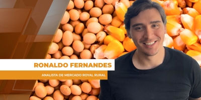 Com força dos prêmios, soja e milho têm suporte dos preços no mercado brasileiro